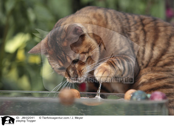 spielender Toyger / playing Toyger / JM-02041