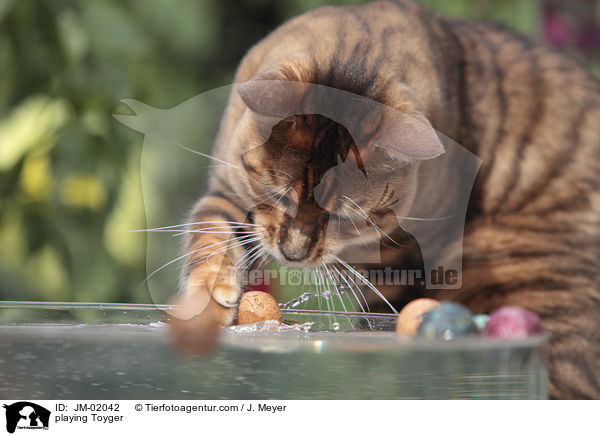 playing Toyger / JM-02042