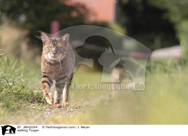 laufender Toyger / walking Toyger / JM-02044