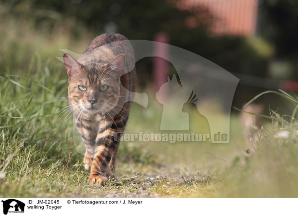 laufender Toyger / walking Toyger / JM-02045