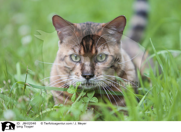 liegender Toyger / lying Toyger / JM-02046