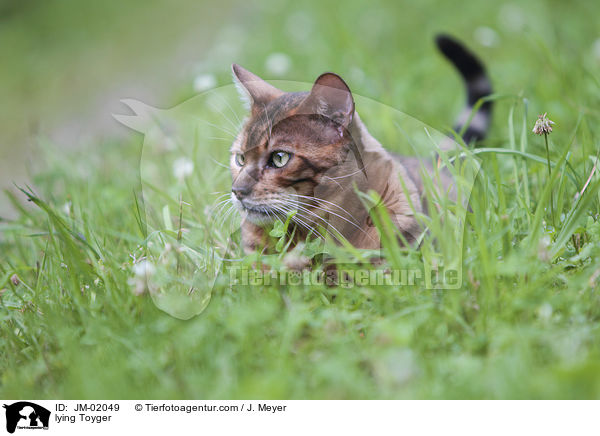 liegender Toyger / lying Toyger / JM-02049