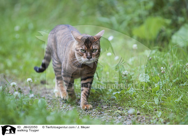 laufender Toyger / walking Toyger / JM-02050