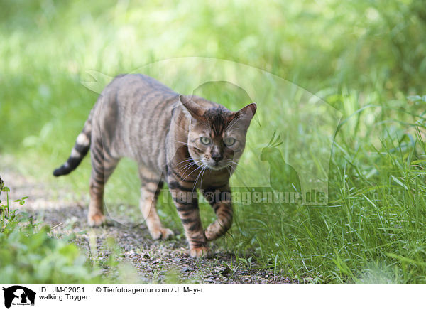 laufender Toyger / walking Toyger / JM-02051