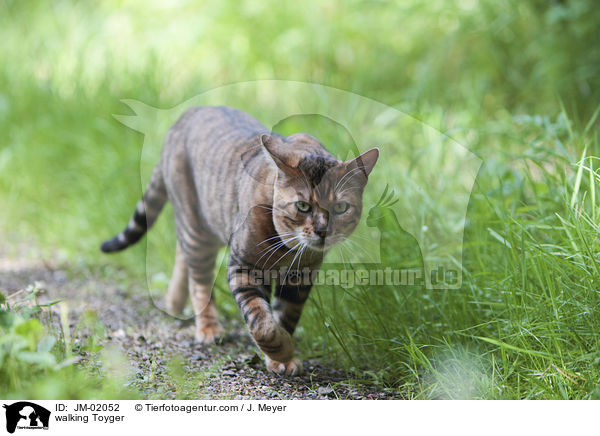 laufender Toyger / walking Toyger / JM-02052