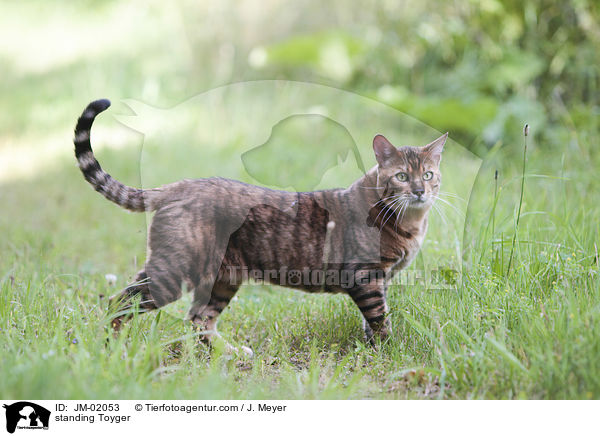 stehender Toyger / standing Toyger / JM-02053