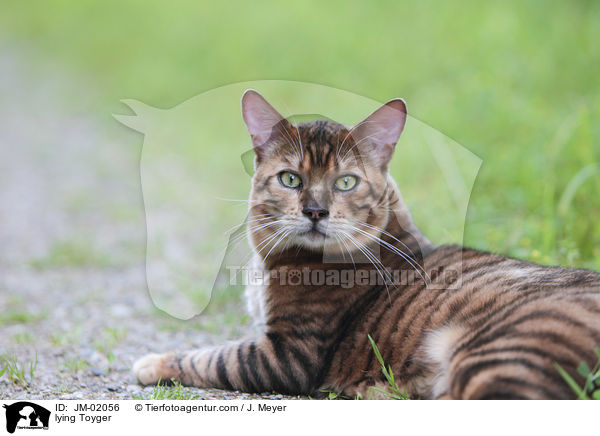 liegender Toyger / lying Toyger / JM-02056