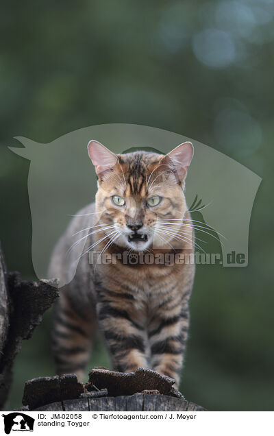 stehender Toyger / standing Toyger / JM-02058