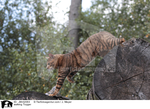 laufender Toyger / walking Toyger / JM-02063
