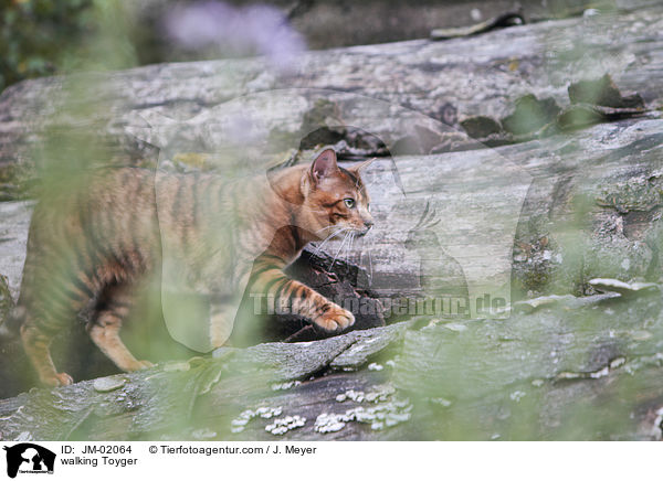 laufender Toyger / walking Toyger / JM-02064