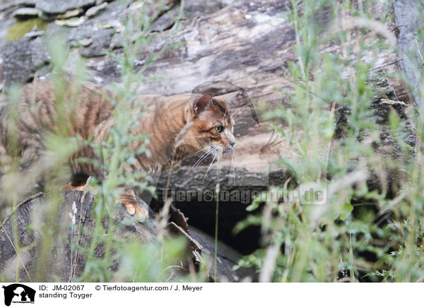 stehender Toyger / standing Toyger / JM-02067