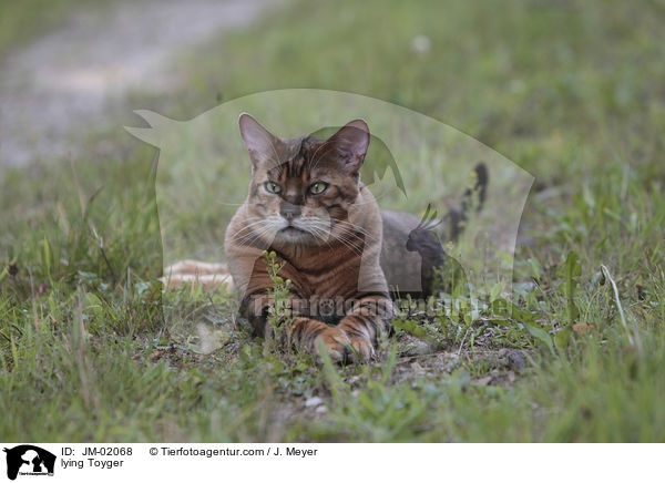 liegender Toyger / lying Toyger / JM-02068