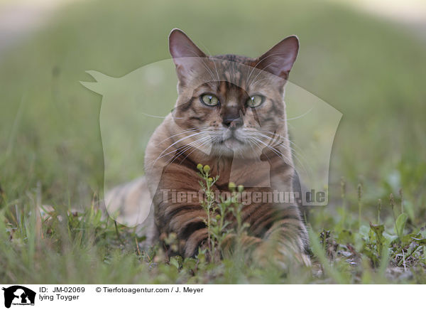 lying Toyger / JM-02069