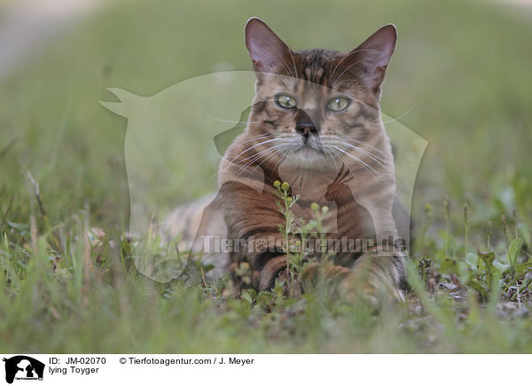 liegender Toyger / lying Toyger / JM-02070