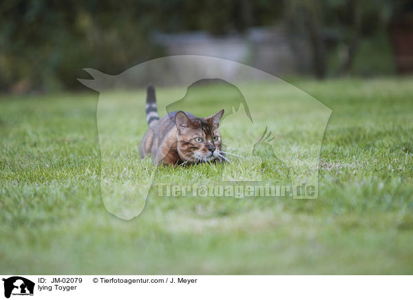 liegender Toyger / lying Toyger / JM-02079