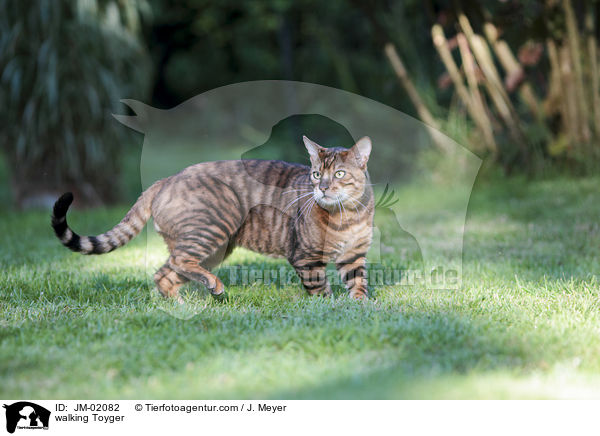 walking Toyger / JM-02082