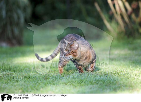 laufender Toyger / walking Toyger / JM-02084
