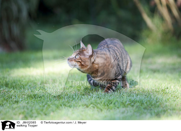 laufender Toyger / walking Toyger / JM-02085