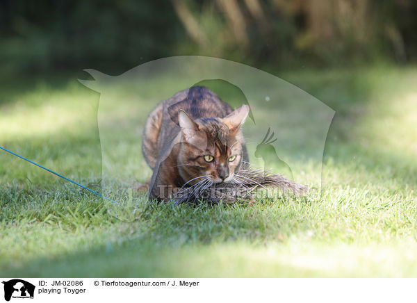spielender Toyger / playing Toyger / JM-02086