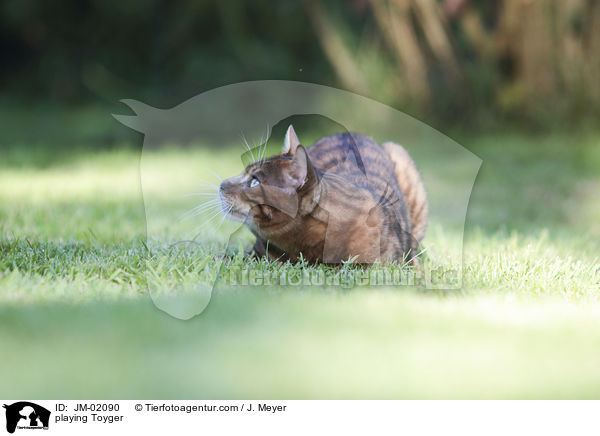 spielender Toyger / playing Toyger / JM-02090