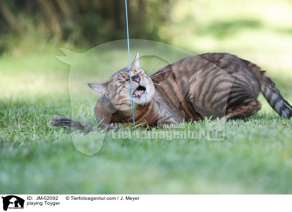 spielender Toyger / playing Toyger / JM-02092