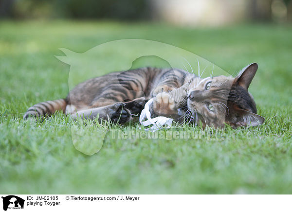 spielender Toyger / playing Toyger / JM-02105