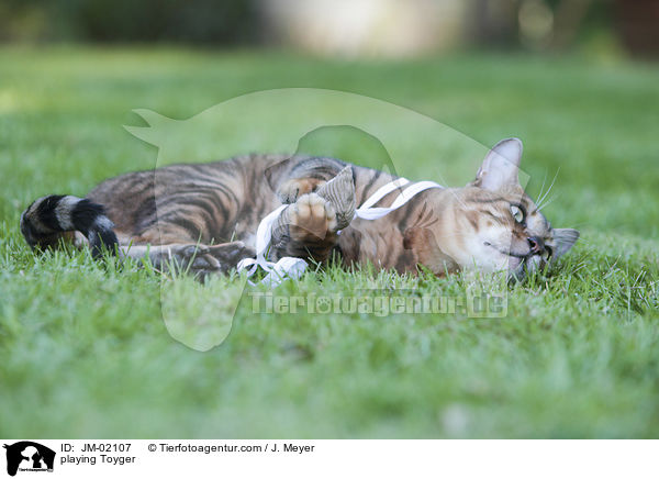 spielender Toyger / playing Toyger / JM-02107