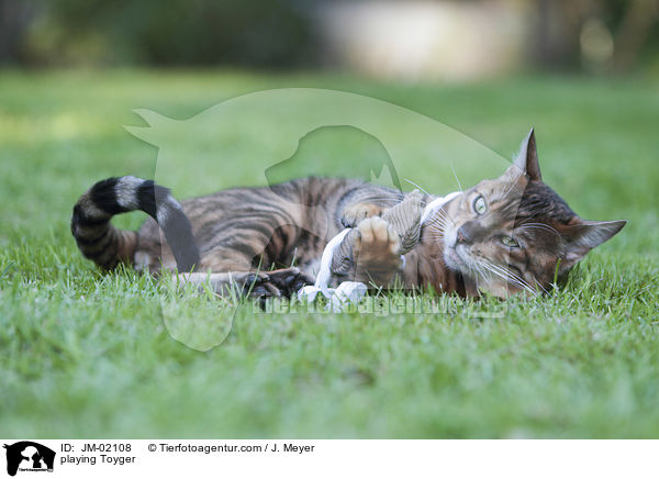 spielender Toyger / playing Toyger / JM-02108