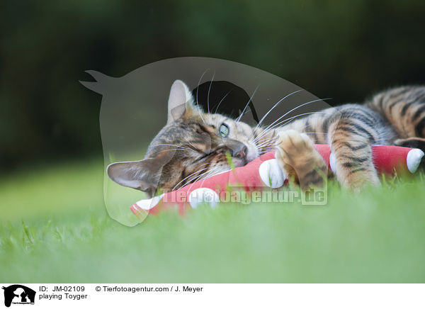 spielender Toyger / playing Toyger / JM-02109