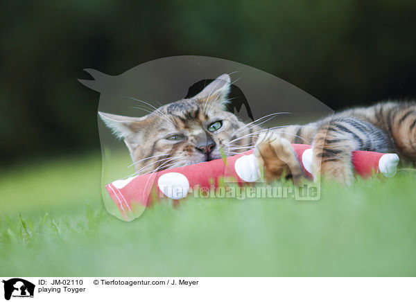 spielender Toyger / playing Toyger / JM-02110
