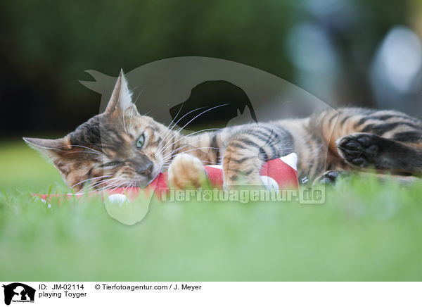 spielender Toyger / playing Toyger / JM-02114