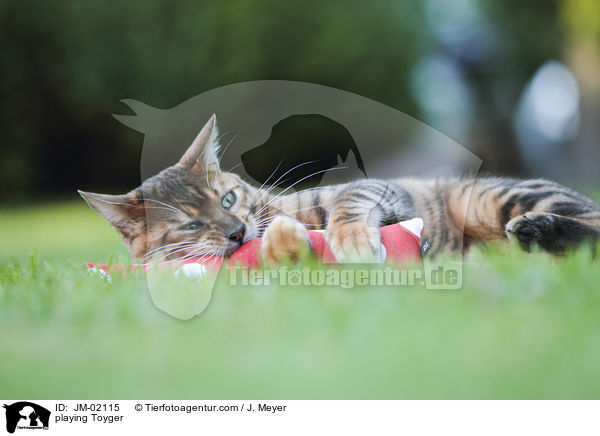spielender Toyger / playing Toyger / JM-02115