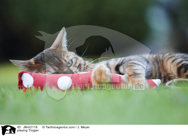 spielender Toyger / playing Toyger / JM-02116