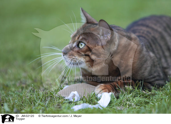 Toyger / Toyger / JM-02120