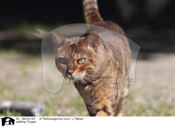 laufender Toyger / walking Toyger / JM-02124
