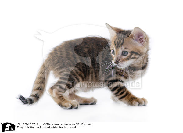 Toyger Ktzchen vor weiem Hintergrund / Toyger Kitten in front of white background / RR-103710