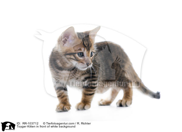Toyger Ktzchen vor weiem Hintergrund / Toyger Kitten in front of white background / RR-103712
