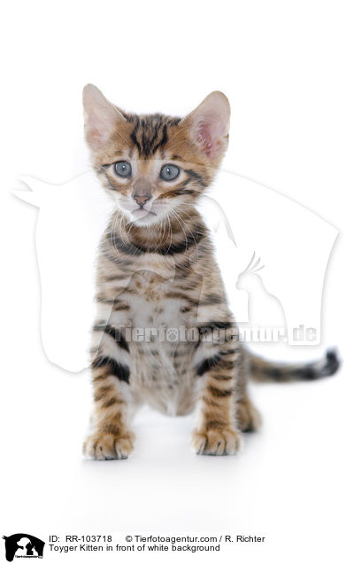 Toyger Kitten in front of white background / RR-103718