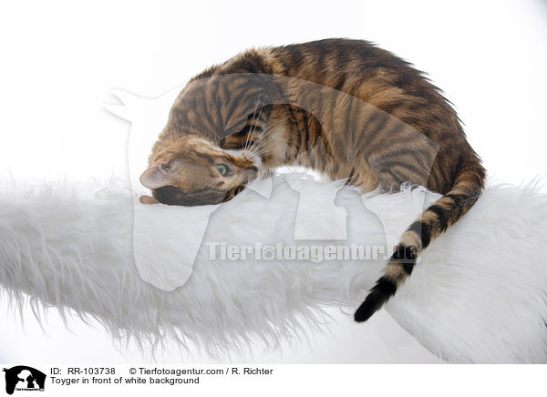 Toyger vor weiem Hintergrund / Toyger in front of white background / RR-103738