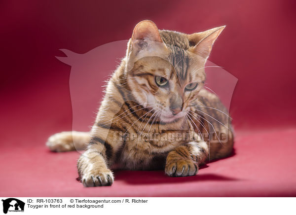 Toyger in front of red background / RR-103763