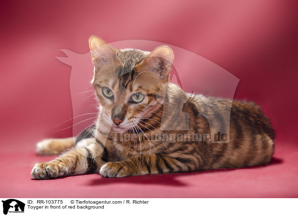 Toyger in front of red background / RR-103775