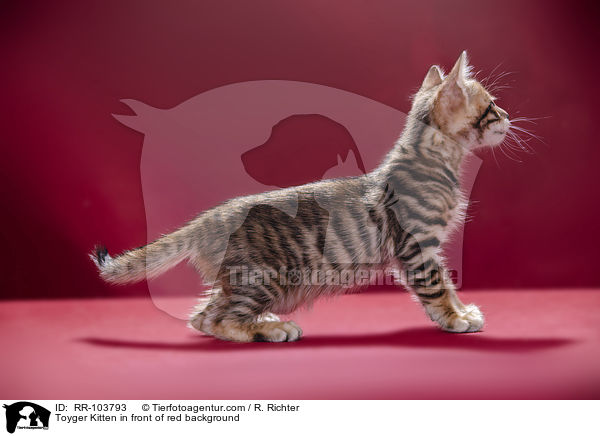 Toyger Kitten in front of red background / RR-103793