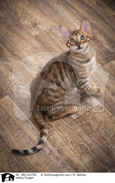 sitting Toyger / RR-103795
