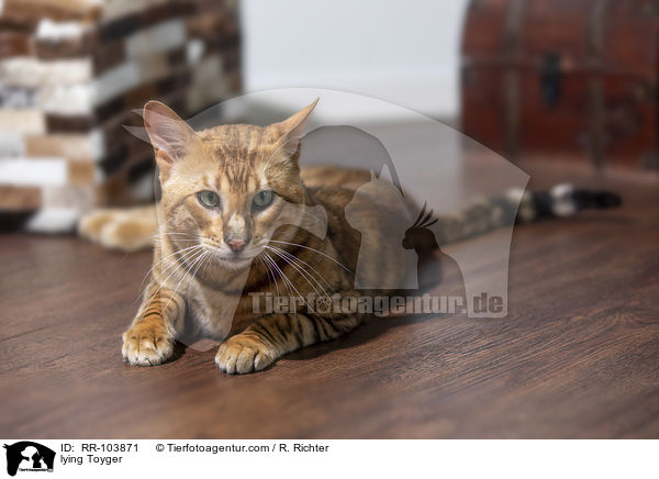 liegender Toyger / lying Toyger / RR-103871