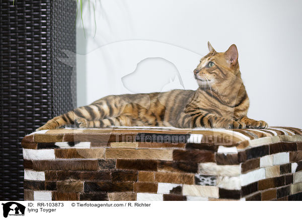 lying Toyger / RR-103873