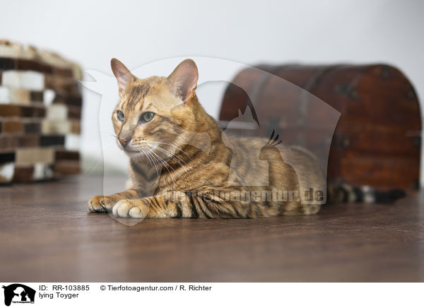 lying Toyger / RR-103885
