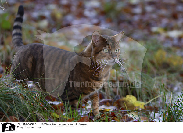 Toyger at autumn / JM-06503
