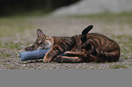 playing Toyger