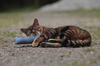 playing Toyger