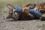 playing Toyger